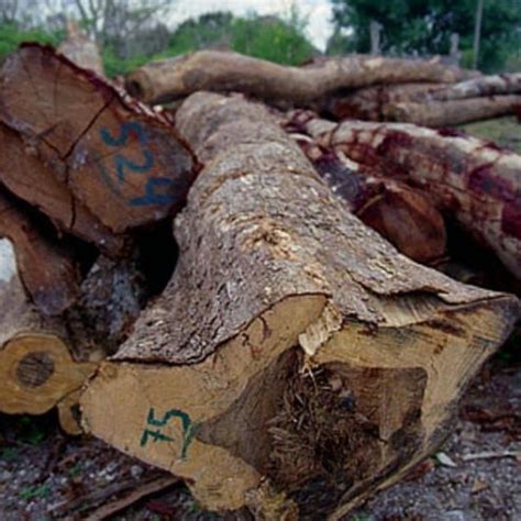 mexican ebony|From The Source .